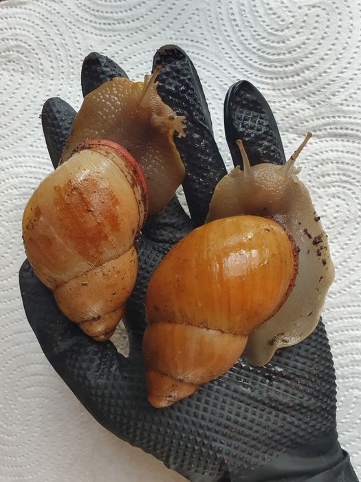 [Para] Megalobulimus oblongus ‐ ślimaki egzotyczne