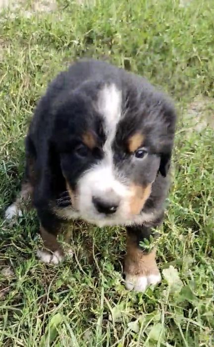 Продаються песенятка породи бернського зенненхунда, роджені 4 липня,