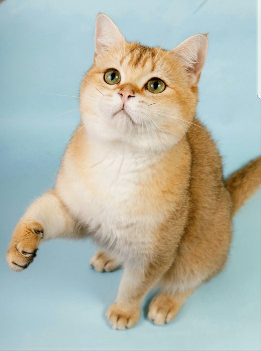 Котята золотая шиншилла