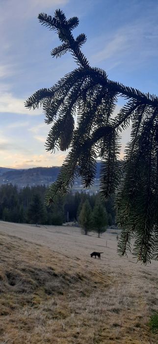 Від власника земельна ділянка під забудову!