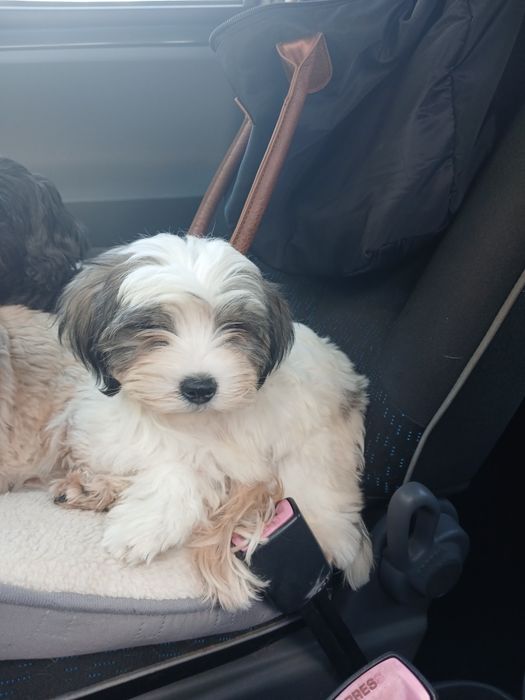 Chłopczyk MALSHI shih tzu maltanczyk