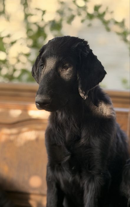 FLAT COATED RETRIEVER - czarny chłopczyk gotowy do przeprowadzki