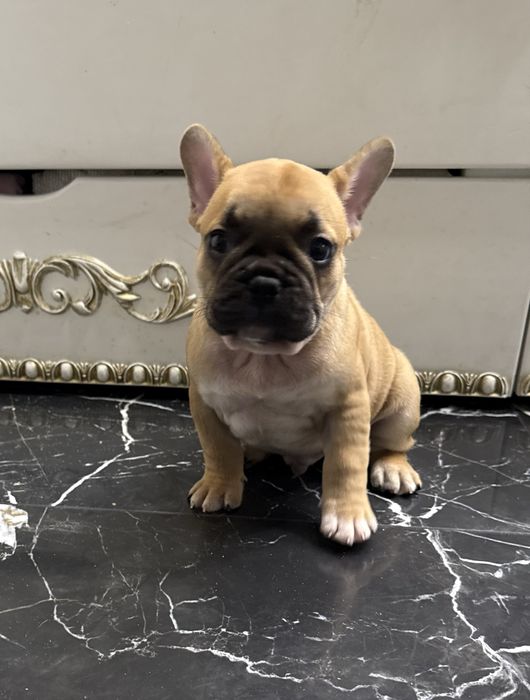 Кабачок французький бульдожка