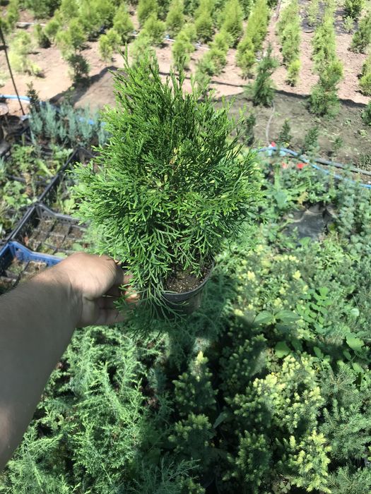 Туя смарагд, різні розміри Полтава