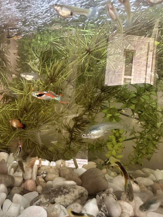 Guppy resistentes