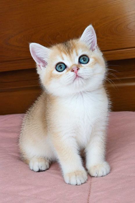 Macho British Shorthair NY12 Golden Shell