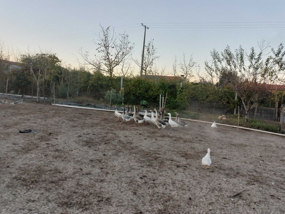 Patos gansos