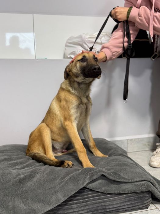 Bond szczeniak do adopcji