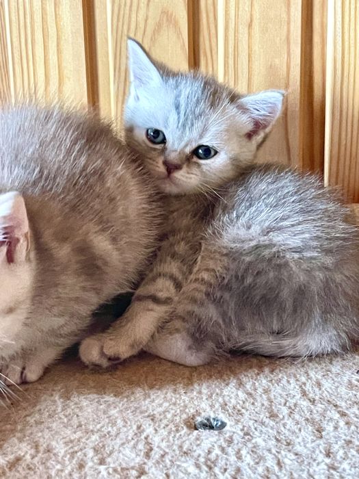 Кошенята Scottish Straight