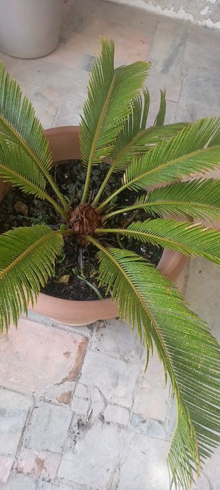 Planta cyca/ planta jardim