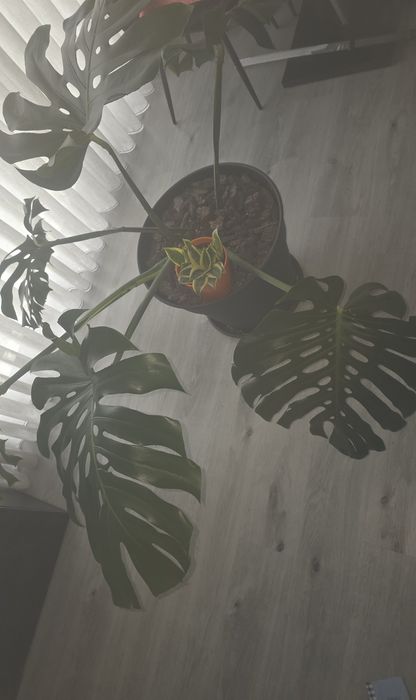 Monstera Deliciosa ( Costela-de-Adão ) grande com vaso incluído - planta de interior
