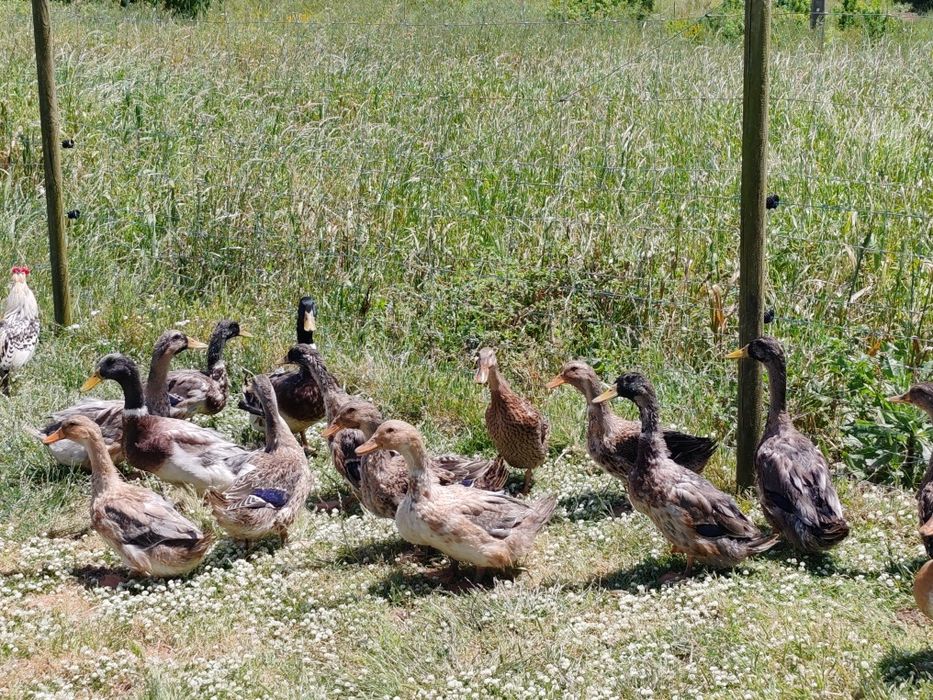 Ovos Patos jardim juvenis ornamentais