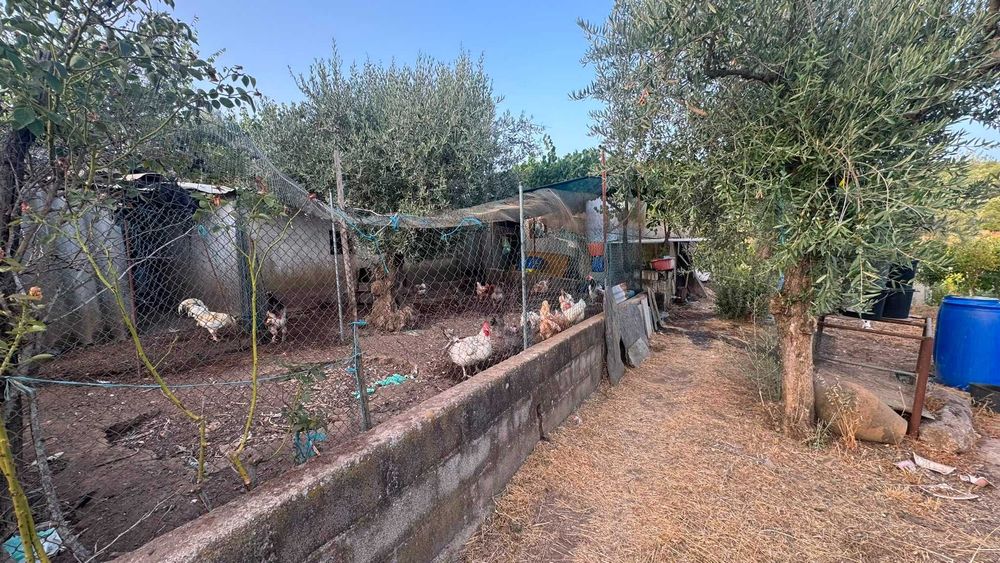 Quinta / Terreno Rústico para Venda – Palvarinho, Salgueiro do Campo