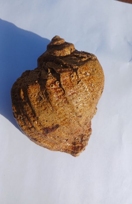 Ракушка (рапан).