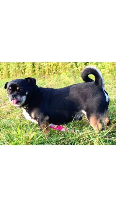 Mały (7kg) pies z charakterem (adopcja)