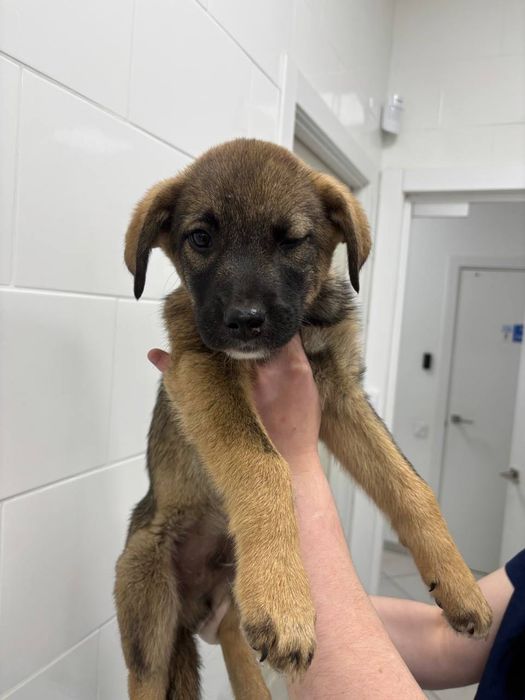 Цуценя хлопчик 4 місяці