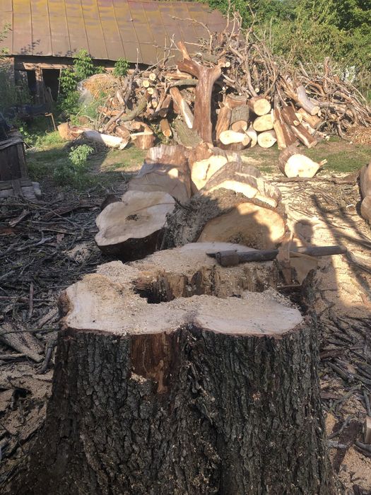 Випилка участків ,спил дерев, розмил дров