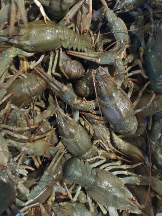 Раки живі оптом співпраця