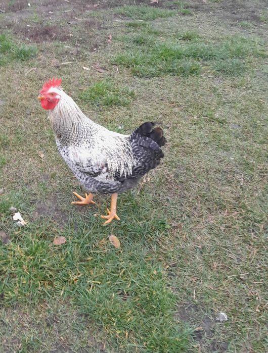 Kogut czubatek młody