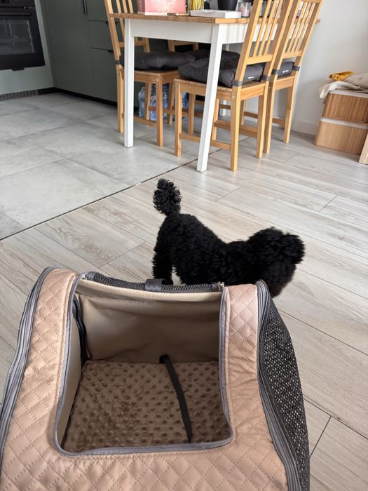 Transporter samochodowy dla psa