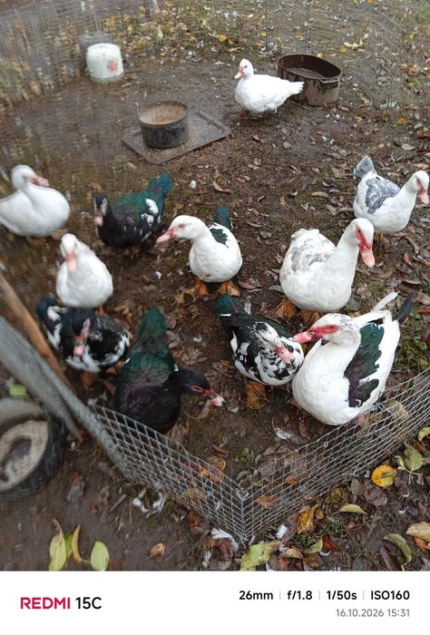 Продам моксусних качок