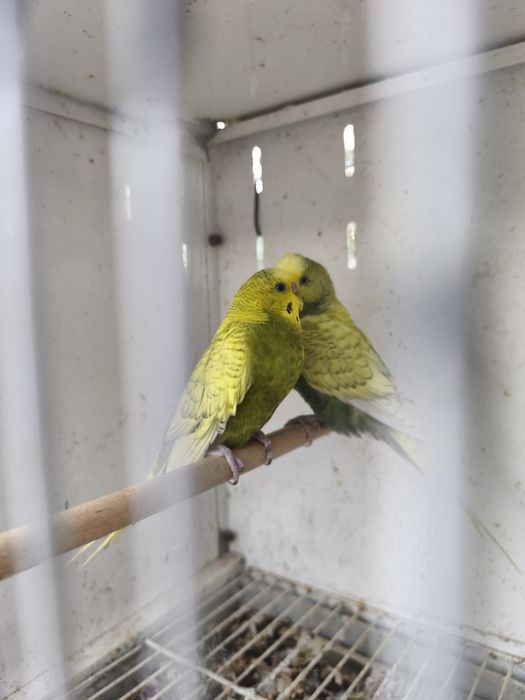 Aves exóticas de pequeno porte