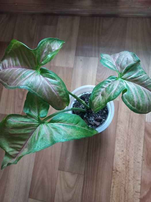 Распродажа  цветов. Только Харьков