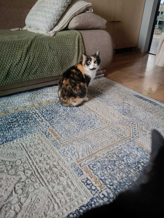 Szukasz jedynaczki? Wiki chce mieć Twoje serce tylko dla siebie!