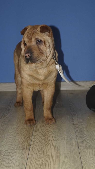 Eva, ruda suczka Shar Pei, z rodowodem,  trzymiesięczna