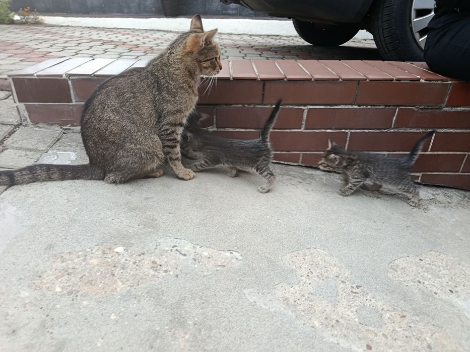 Kotki do adopcji