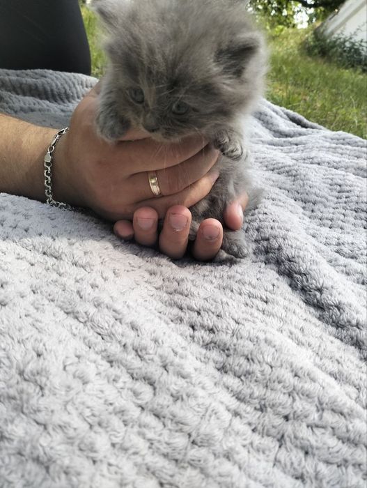 Кошенята Британці