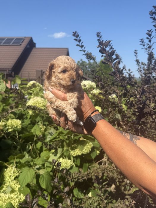 Cudowna sunia maltpoo- rezerwacja