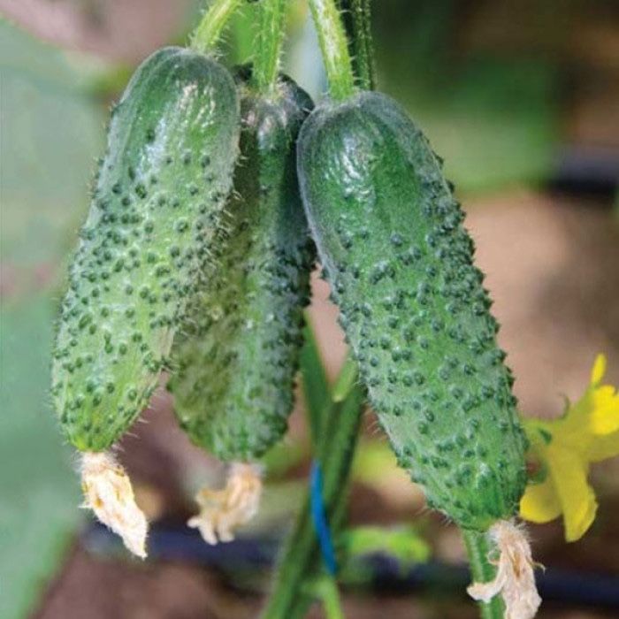 Насіння огірка АРКТИКА F1 ARCTIC F1 Семена огуреца