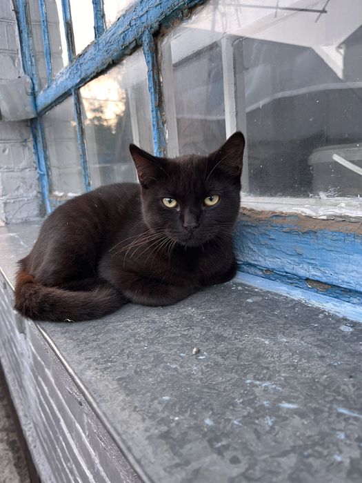 ввідам гарних котиків в добрі руки