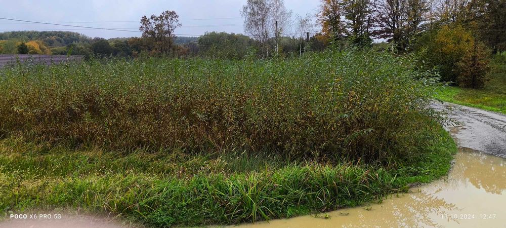 Лоза американка черенки