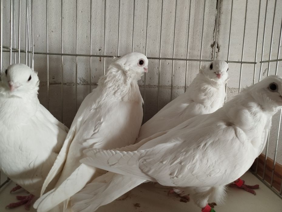 Mewk i białe egipskie, litewskie, kowieńskie