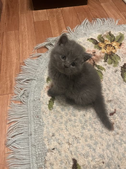 Scottish straight shorthair com vacina