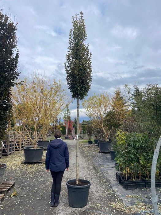 Grab pospolity - Carpinus betulus Fastigiata  HURT /  DETAL