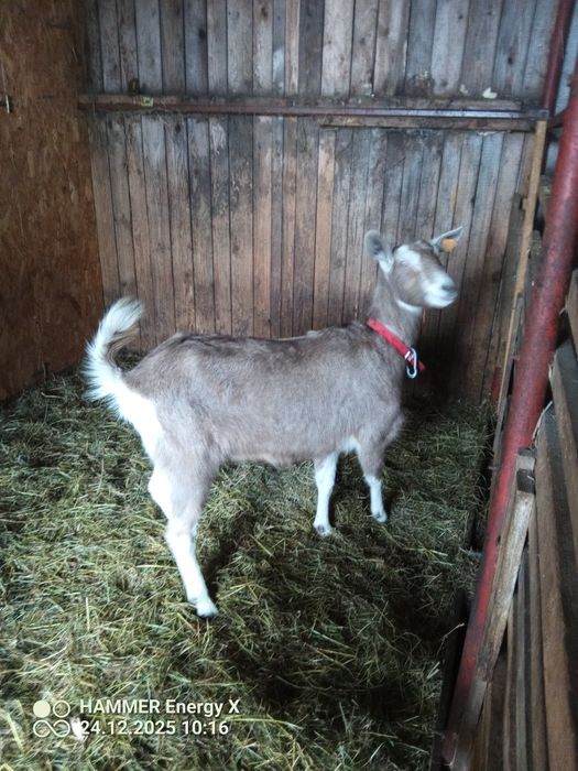 Sprzedam kozę  British toggenbur