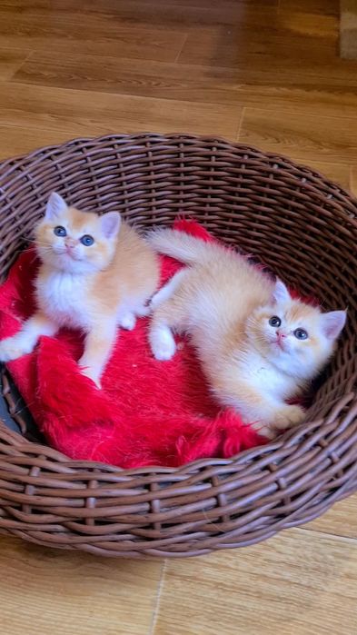 Самые красивые золотые шиншиллы