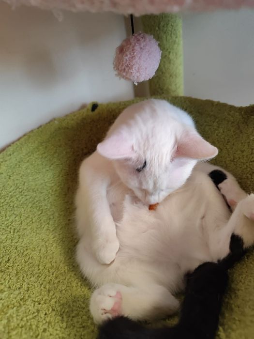 Kochane miziaki szukają wspólnego domu stalego!