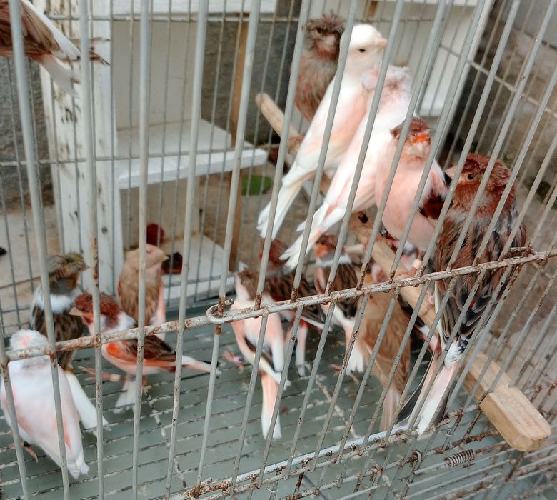 Canários (Yorkshire, Ágata, Mosaicos e outros)