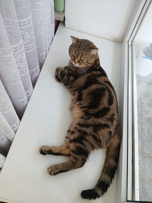 Котик для в'язки