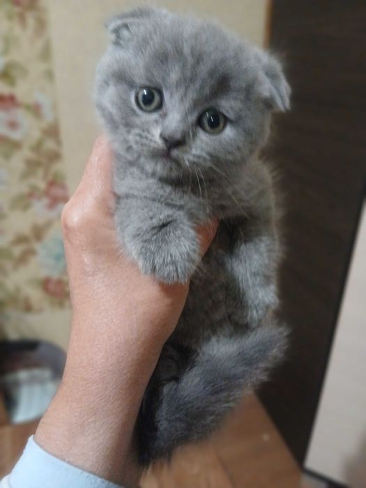 Шотландские веслоухие котята