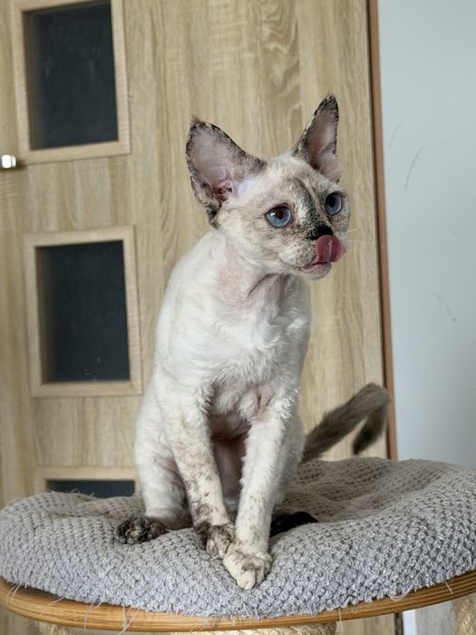 Devon Rex kotka TOLA