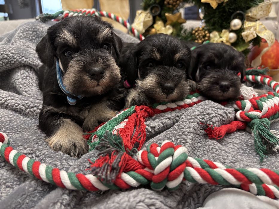 Sznaucer miniaturowy piesek Film