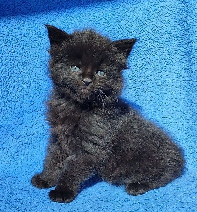 Котята мейнкуны кошечки и котики