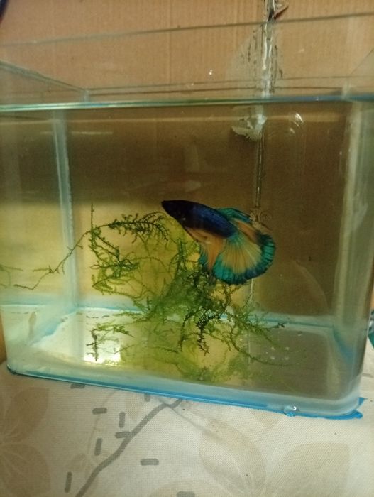 Betta Hallfmon Macho