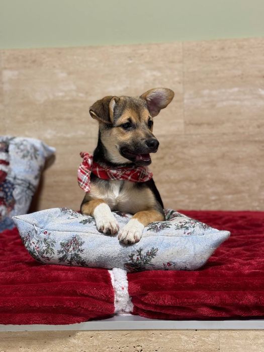 Маленький щенок бесплатно