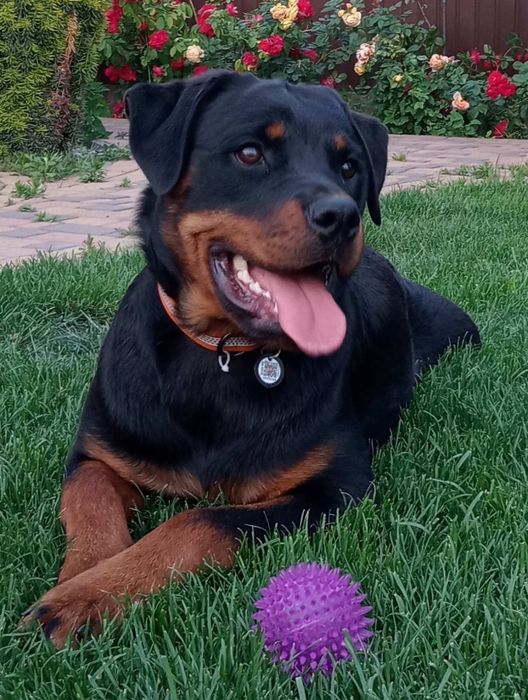 Девочки ротвейлера чистокровные.